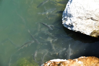 Roach (Rutilus rutilus) in spawning activity. Anthropogenic impact affects its period of reproduction and modifies the conditions of hybridization with Bream.